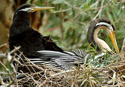 Australasian Darter