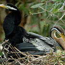 Anhinga d'Australie