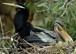 Anhinga d'Australie