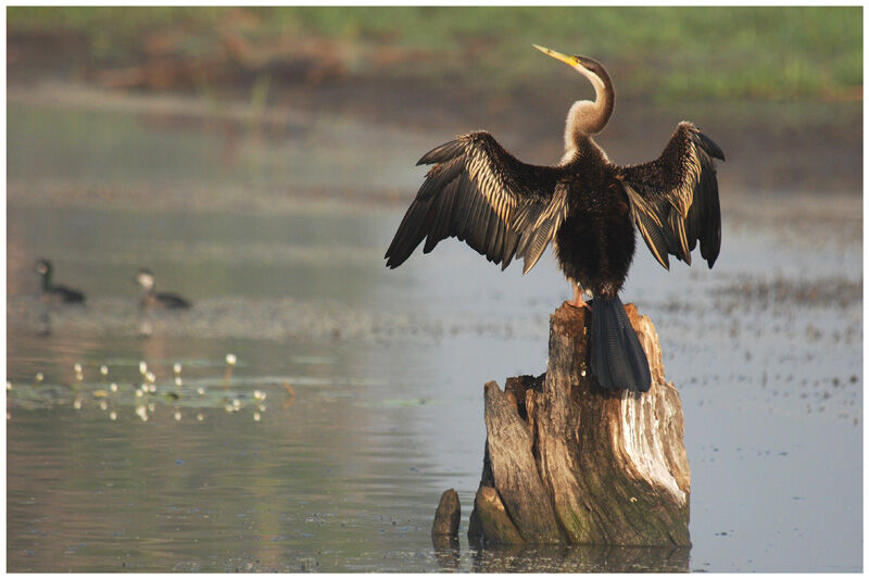 Anhinga d'Australie