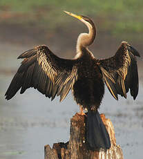 Anhinga d'Australie