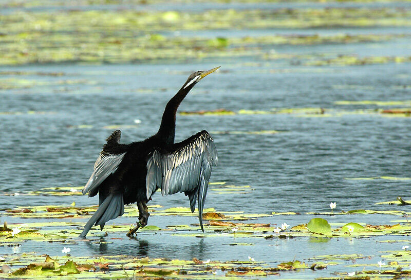 Anhinga d'Australie mâle