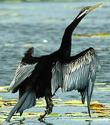 Anhinga d'Australie