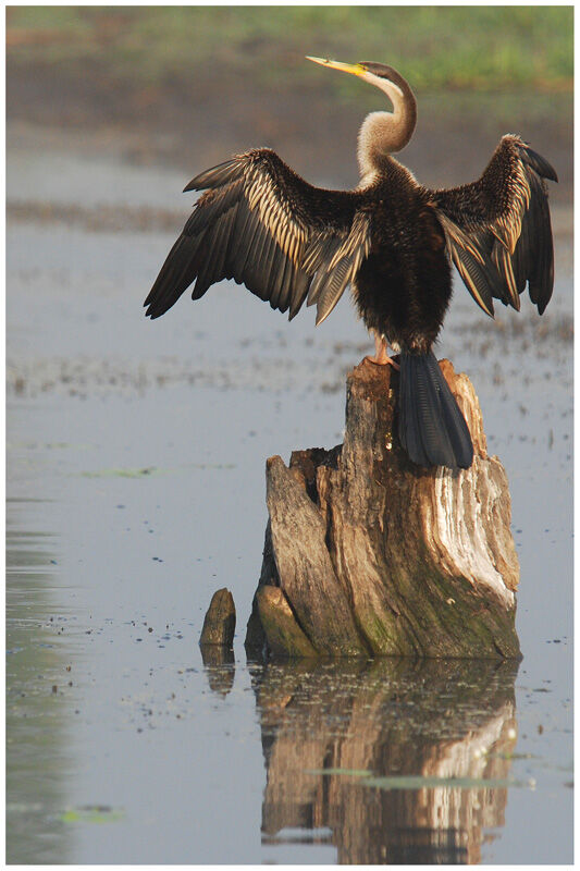 Anhinga d'Australie femelle adulte