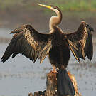Anhinga d'Australie