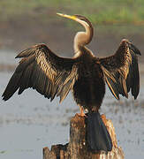 Anhinga d'Australie