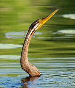 Anhinga d'Australie