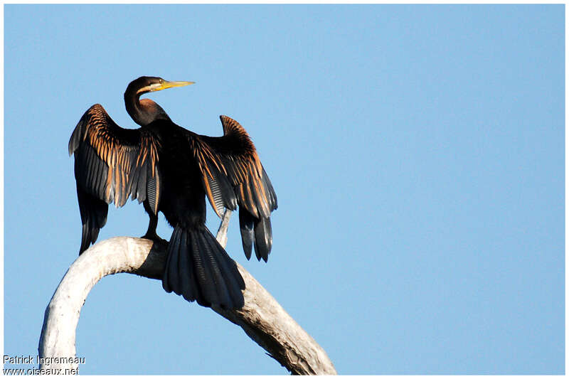 Anhinga d'Australie mâle adulte, Comportement