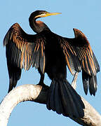 Anhinga d'Australie