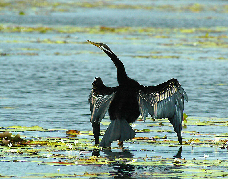 Anhinga d'Australie mâle adulte