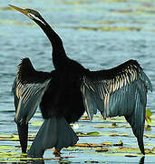 Anhinga d'Australie