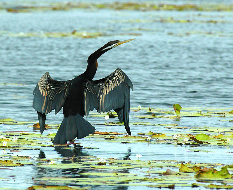 Australasian Darter male adult