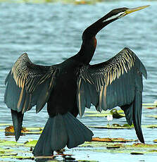 Anhinga d'Australie