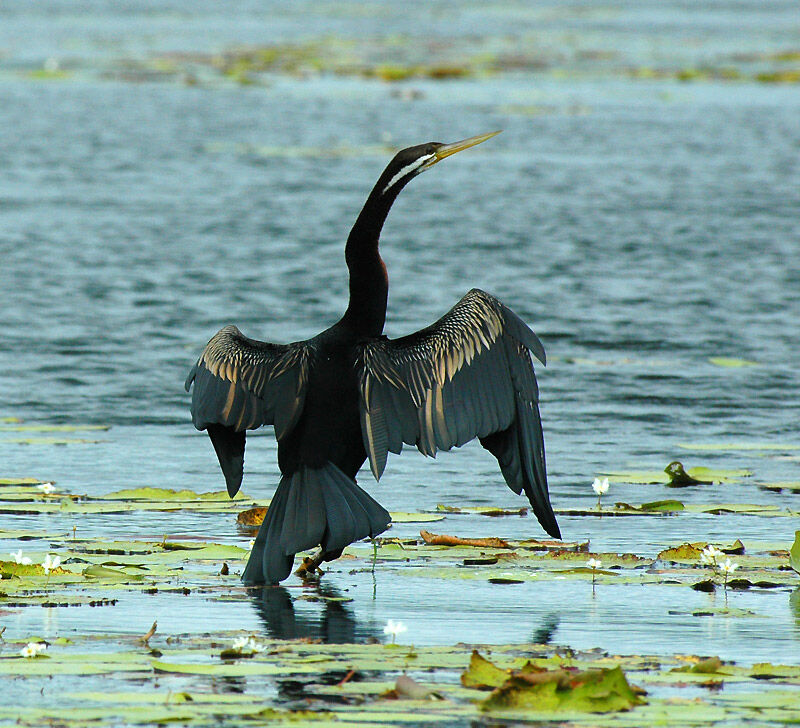 Australasian Darter male adult