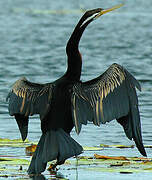 Anhinga d'Australie