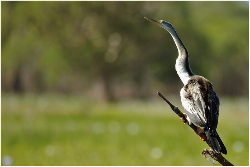 Anhinga d'Australie femelle