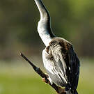 Anhinga d'Australie