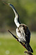 Anhinga d'Australie