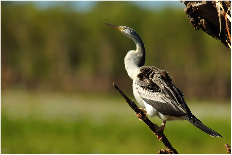 Anhinga d'Australie femelle