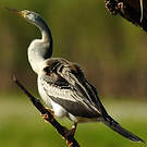 Anhinga d'Australie