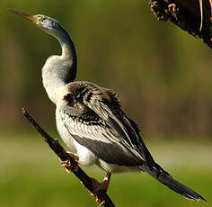 Anhinga d'Australie