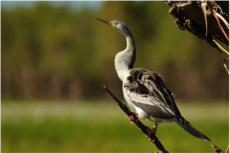 Australasian Darter female