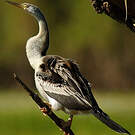 Anhinga d'Australie