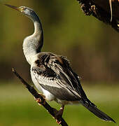 Anhinga d'Australie