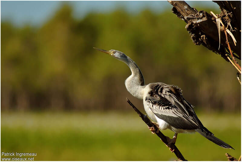 Australasian Darter female adult, identification