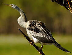 Anhinga d'Australie