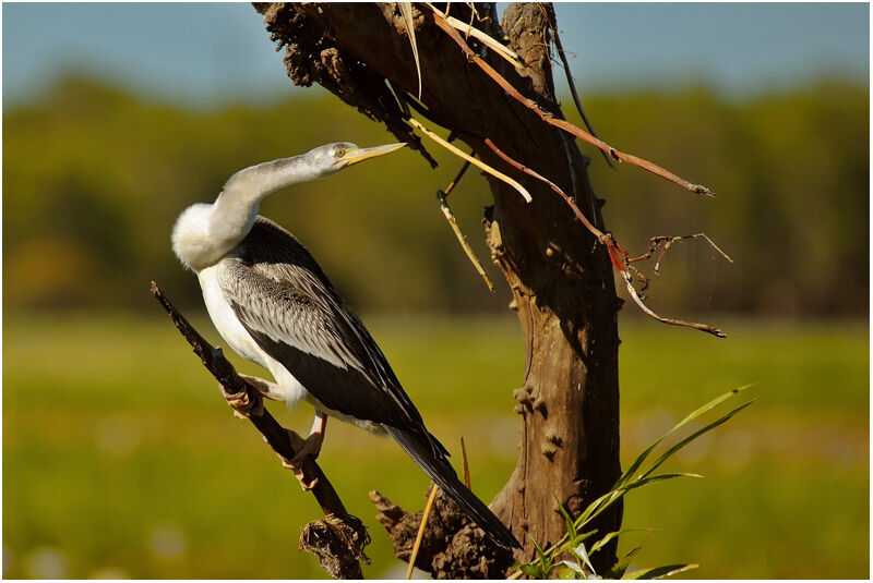 Anhinga d'Australie femelle