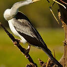 Anhinga d'Australie