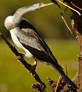 Anhinga d'Australie