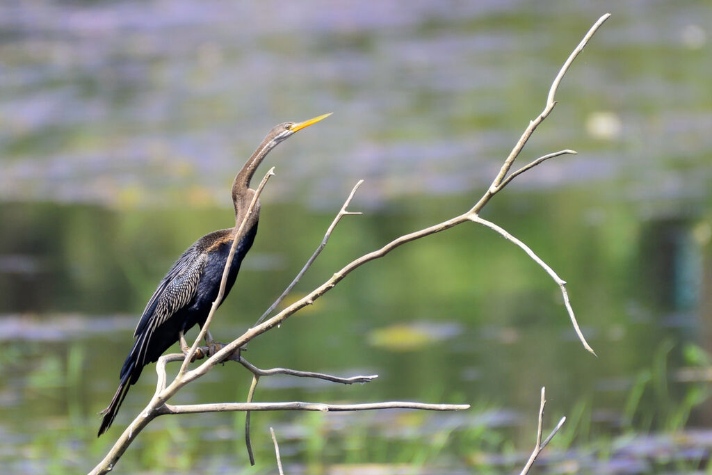 Anhinga rouxadulte