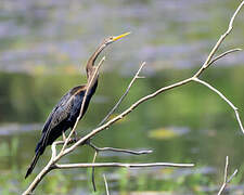 Anhinga roux