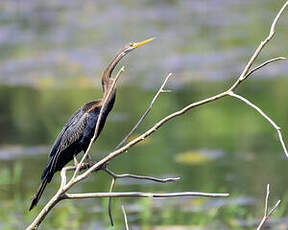 Anhinga roux