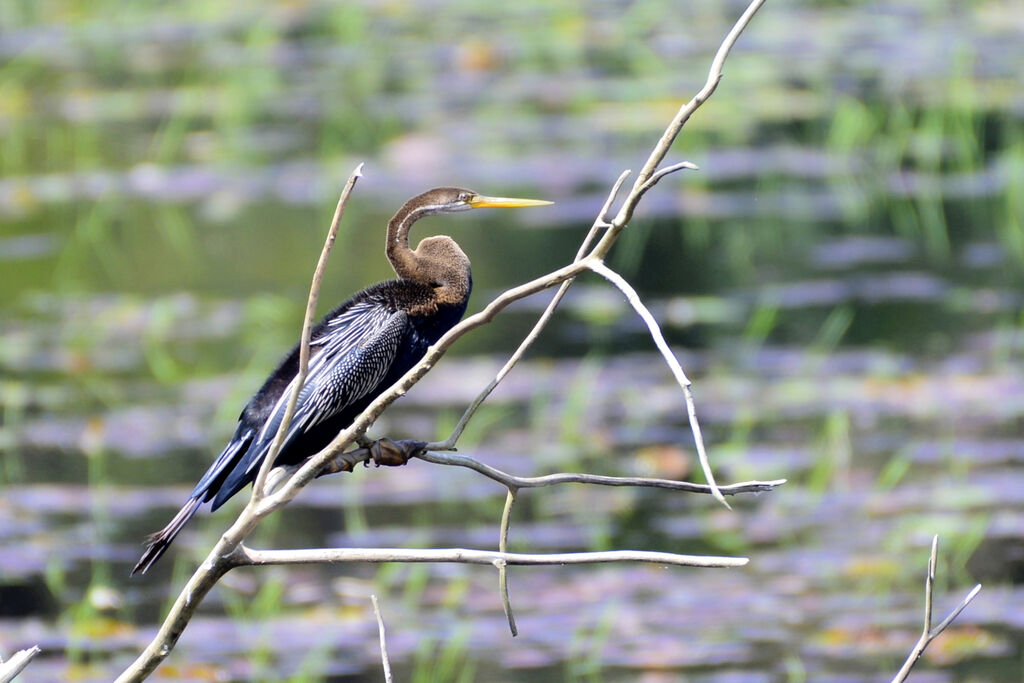 Anhinga rouxadulte