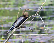 Anhinga roux