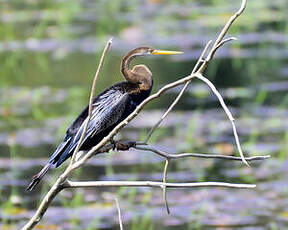 Anhinga roux