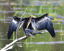 Anhinga roux