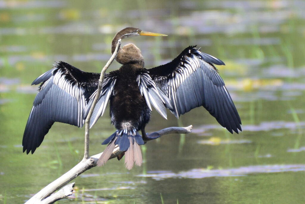 Anhinga rouxadulte, mue