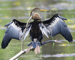 Anhinga roux