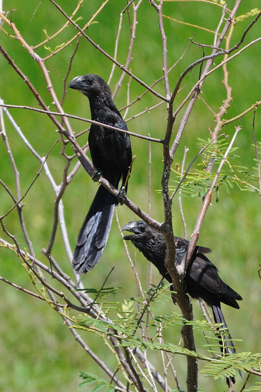 Smooth-billed Aniadult