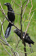 Smooth-billed Ani