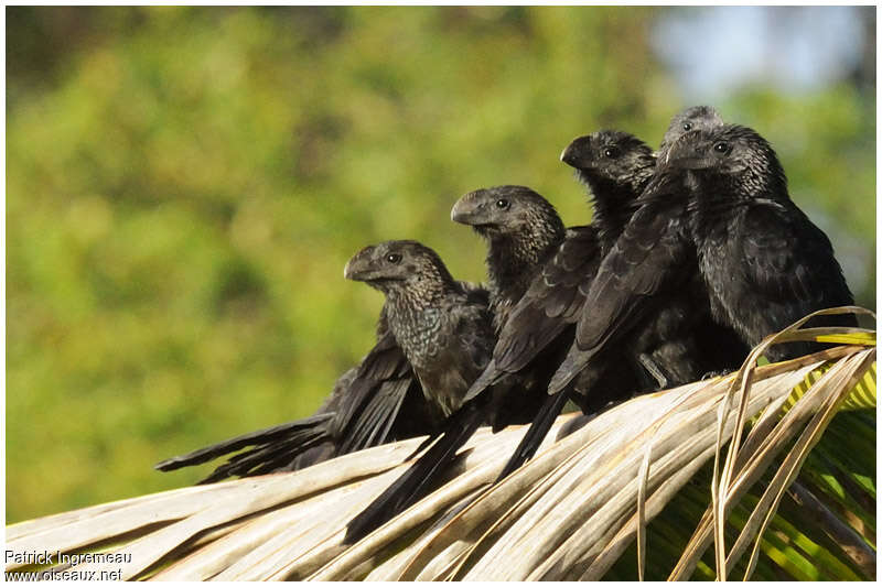 Smooth-billed Ani, Behaviour