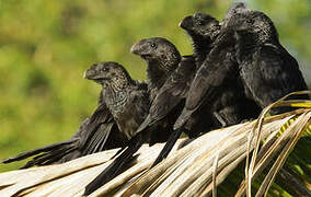 Smooth-billed Ani