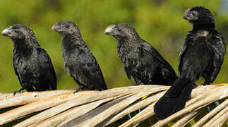 Smooth-billed Ani