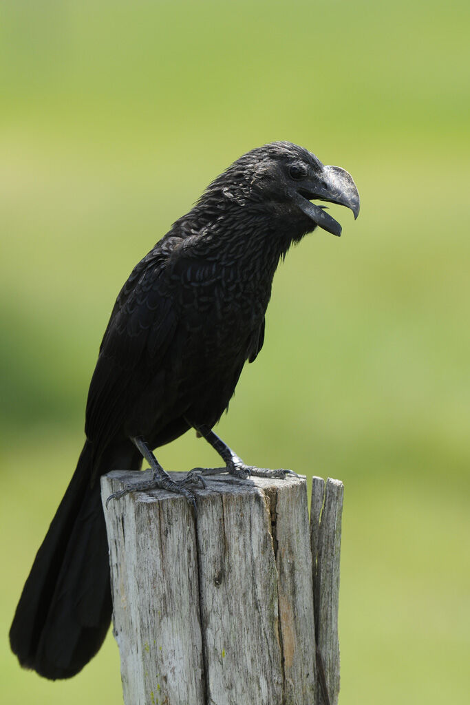 Smooth-billed Aniadult