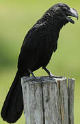 Smooth-billed Ani