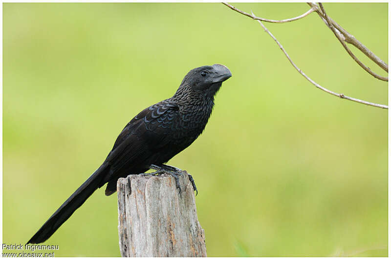 Smooth-billed Aniadult, identification